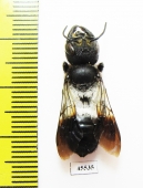 Hymenoptera sp.  South Africa Rep. - INSECTS-STORE.RU