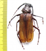 Macrotoma sp.  China, Yunnan prov.  51mm - INSECTS-STORE.RU