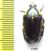 Cremastocheilini, Campsiura sp.  South Africa Rep. - INSECTS-STORE.RU