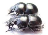 Lethrus andrejewae, pair  Tajikistan - INSECTS-STORE.RU