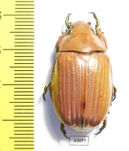 Chrysina paulseni  Mexico - INSECTS-STORE.RU