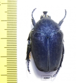 Cotinis ibarrai  Mexico  32mm - INSECTS-STORE.RU