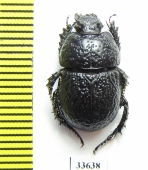 Odontotrypes yulong  China - INSECTS-STORE.RU