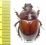 Bolboceratinae sp.  Mali - INSECTS-STORE.RU