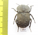 Anomalipus sp.  South Africa Rep. - INSECTS-STORE.RU