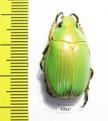 Chrysina auripes  Mexico - INSECTS-STORE.RU