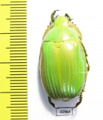 Chrysina auripes  Mexico - INSECTS-STORE.RU
