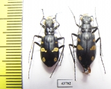 Cicindela granulata, pair  Uzbekistan - INSECTS-STORE.RU