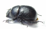Odontotrypes zhongdianensis  China - INSECTS-STORE.RU