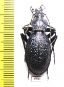 Carabus (Megodontus) caelatus dalmatinus  Croatia - INSECTS-STORE.RU