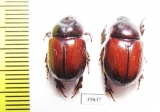 Neodon pecuarius, pair  Australia - INSECTS-STORE.RU