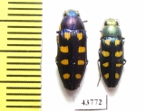 Buprestis octoguttata, pair  Ukraina - INSECTS-STORE.RU