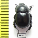 Odontotrypes radiosus  China - INSECTS-STORE.RU