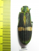 Demochroa gratiosa  Malaysia - INSECTS-STORE.RU