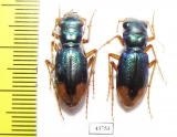 Megacephala euphratica, pair  Tajikistan - INSECTS-STORE.RU