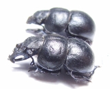Lethrus longimanus, pair  Russia, Orenburg reg. - INSECTS-STORE.RU