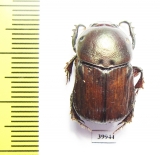 Onitis sp.  South Africa Rep. - INSECTS-STORE.RU