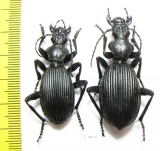 Anthia massilicatum?, pair  South Africa Rep. - INSECTS-STORE.RU