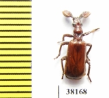 Paussinae sp.  Mali - INSECTS-STORE.RU