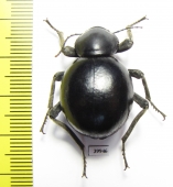 Tenebrionidae sp.  South Africa Rep. - INSECTS-STORE.RU