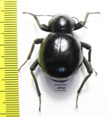 Tenebrionidae sp.  South Africa Rep. - INSECTS-STORE.RU