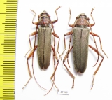 Turkaromia pruinosa, pair  Kazakhstan - INSECTS-STORE.RU