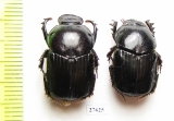 Onitis sp., pair  Zimbabwe - INSECTS-STORE.RU