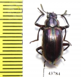 Tenebrionidae sp.  Indonesia, Sumatra - INSECTS-STORE.RU