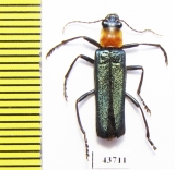 Cantharidae sp.  Indonesia, Sumatra - INSECTS-STORE.RU