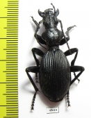 Anthia massilicatum?  South Africa Rep. - INSECTS-STORE.RU