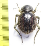 Tenebrionidae sp.  South Africa Rep. - INSECTS-STORE.RU