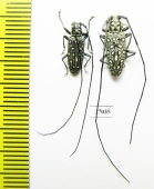 Cerambycidae sp.  South Africa Rep. - INSECTS-STORE.RU