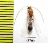 Mutillidae sp.  Iran, Hormozgan prov. - INSECTS-STORE.RU