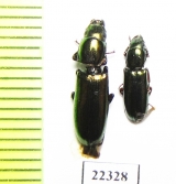 Trogossitidae sp.  Peru - INSECTS-STORE.RU