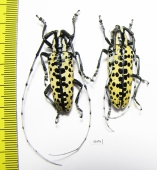 Deliathis batesi, pair  Mexico  37mm - INSECTS-STORE.RU
