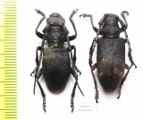 Lamia textor, pair  Russia, Tver reg. - INSECTS-STORE.RU