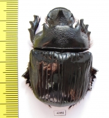 Heliocopris staudingeri  Zambia - INSECTS-STORE.RU