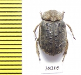 Trogidae sp.  Mali - INSECTS-STORE.RU