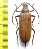 Aegosoma sp.  Thailand - INSECTS-STORE.RU