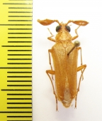 Microarthron komarowi, male  Uzbekistan - INSECTS-STORE.RU