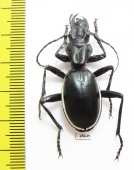 Anthia cinctipennis?  South Africa Rep. - INSECTS-STORE.RU