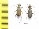 Cicindelinae sp., pair  South Africa Rep. - INSECTS-STORE.RU