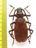 Macrotoma sp.  Ethiopia - INSECTS-STORE.RU