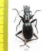 Anthia cinctipennis?  South Africa Rep. - INSECTS-STORE.RU