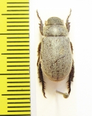 Rutelinae sp.  Ethiopia - INSECTS-STORE.RU