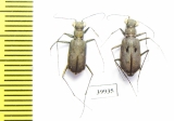 Cicindelinae sp., pair  South Africa Rep. - INSECTS-STORE.RU