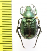 Gnorimus nobilis bolshakovi, male  Russia, Tula reg. - INSECTS-STORE.RU