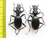 Anthia cinctipennis?, pair  South Africa Rep. - INSECTS-STORE.RU