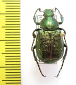 Gnorimus nobilis bolshakovi, male  Russia, Tula reg. - INSECTS-STORE.RU