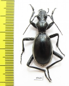 Anthia aemiliana  South Africa Rep. - INSECTS-STORE.RU